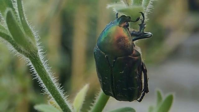 Жуки. Пластинчатоусые жуки. Бронзовка золотистая (Cetonia Aurata) - 2