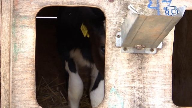 В Крыму вот уже три года функционирует единственная в России высокопроизводительная молочная ферма смотреть онлайн