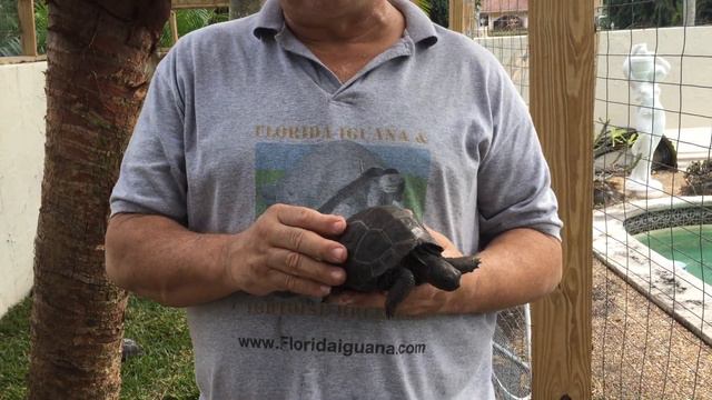 Fungus invading Aldabra Tortoise Shell смотреть онлайн
