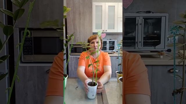 Замиокулькас: итоги пересадки?укоренение листом?