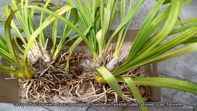 Орхидея цимбидиум — уход в домашних условиях смотреть онлайн