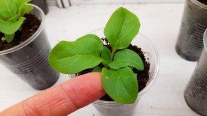 Петуния в январе. Сохнут листья, точечные следы будто бы ожогов на черенках и сеянцев