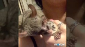 Galago senegalensis Сенегальский галаго