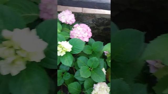 Гортензии в саду. Хвастаемся цветами у Сто Кустов смотреть онлайн