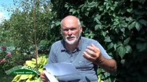 Вопросы фузариоз на астрах, трипсы на гладиолусах, клещ на комнатных