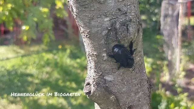 Blaue Holzbiene im naturnahen Garten Xylocopa violacea | Wild bee in my garden смотреть онлайн