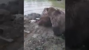Медведи поймали волка