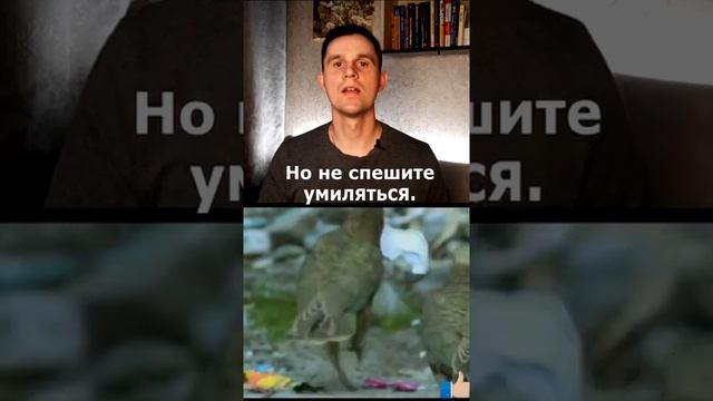 Хищный попугай КЕА #Shorts