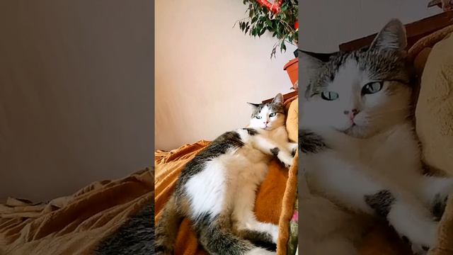 Когда можно погладить кошку Грейси или любви много не бывает... 😻🎶🥰