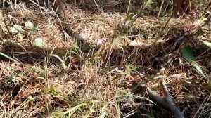 Собираю рыжые  РЫЖИКИ // царские грибы // сосновые рыжики //