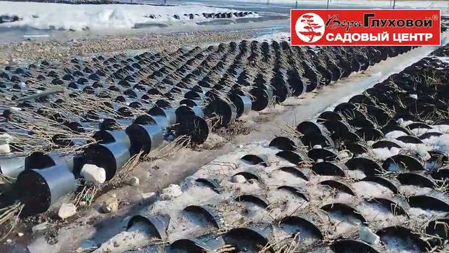 Зачем мы укладываем растения на бок? смотреть онлайн