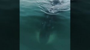 Охотское море, Залив Николая, Бухта Врангеля. Россия.