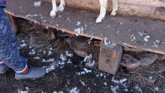 Чешем коз. Стрижем копыта. смотреть онлайн