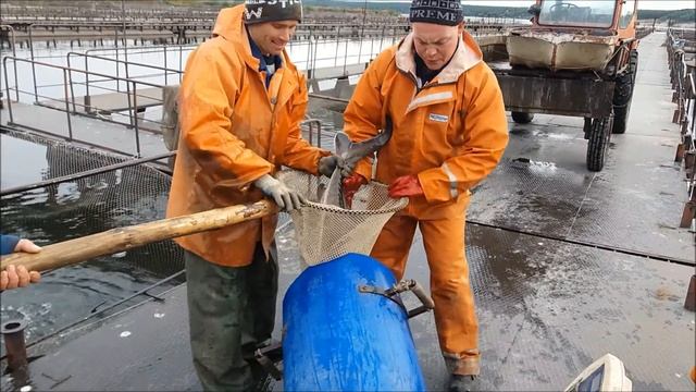 Отгрузка больших осетров на платную рыбалку. Рыбалка на осетра. смотреть онлайн