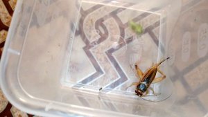 Сверчок vs кузнечик. Cricket vs katydid.