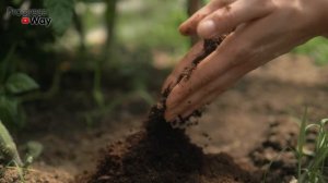 Положите Это В Лунку При Посадке Клубники, Земляники В Сентябре! 100% Приживаемость!