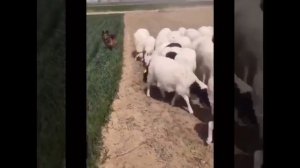 Собаки охраняют посевы от овец.