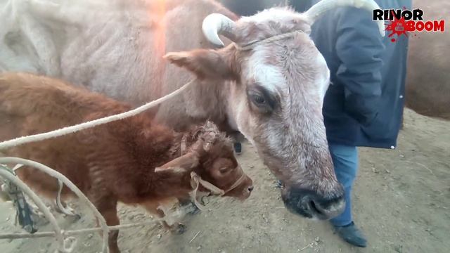 21-НОЯБРЬ/ХОЖЕЛИ МАЛ БАЗАРЫ/СКОТНЫЙ РЫНОК/BUQALAR/BIG BULLS IN THE WORLD/BIG COW/РЕКОРД БЫК