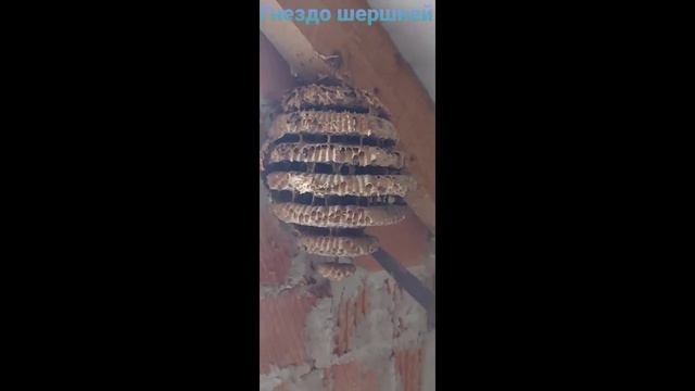 Гнездо шершней 😳😳😳😳