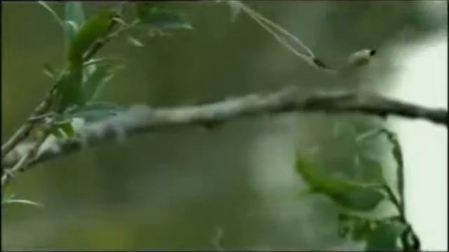 Tiski cvet смотреть онлайн