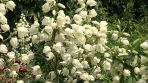 юкка цветет