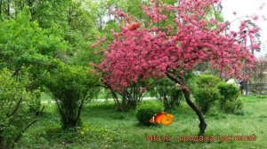 Яблоня декоративная Недзвецкого (malus nedzvetskogo) ? обзор: как сажать, саженцы яблони Недзвецког