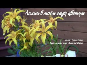 Лилии в моём саду цветут. Дачные картинки 2020.
