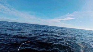 Троллинг балтийского лосося в 6-мильной зоне . Апрель 2022.