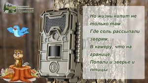 Видео и фотографии снятые на фотоловушку в заповеднике "Буреинский"