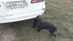 Ноузворк: поиск по запаху (русский спаниель обыскивает машину).mp4