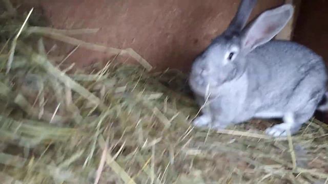 Обзор кроликов, появился новый самец! смотреть онлайн