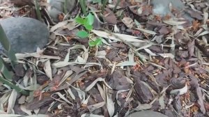 Бамбук Биссета. Весна 2022