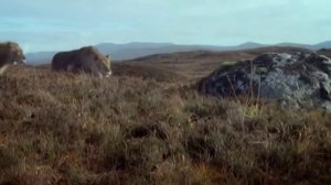 Юрий Мамин о: Гастарбайтерах. "Облик города". Осколки