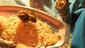 Перепелята из магазинных яиц