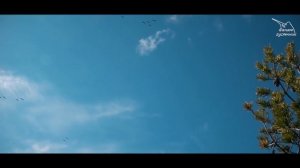 ОХОТА НА ГУСЯ / Архагельская быль / ЭТО НЕ СКАЗКА