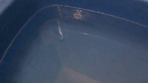 Приготовление КОКОСОВОГО СУБСТРАТА для улиток | МАГИЯ РАСТУЩИХ УЛИТЯТ