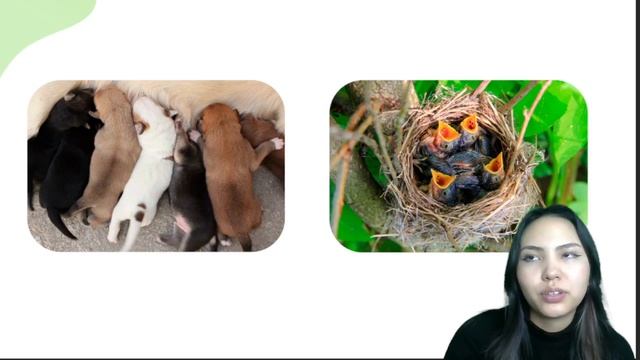 Движущие силы эволюции. Основы для ЕНТ по биологии 2023 | Биология ЕНТ Умскул смотреть онлайн