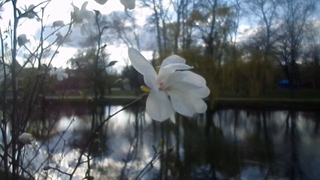 Магнолия в цвету, красота. Запорожье 14.04.2017 смотреть онлайн