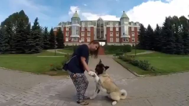 Дрессировка Американской Акиты! Дрессировка собаки!Кинолог Севостьянова Наталья.
