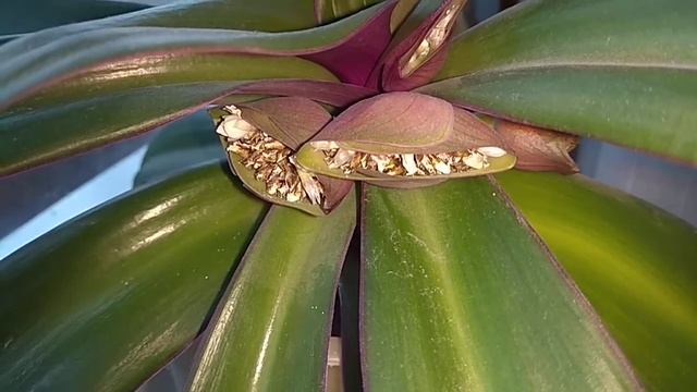 Цветок Рэо. Мой радостный опыт смотреть онлайн