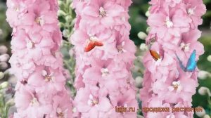 Дельфиниум гибридный Петтикоут (delphinium) ? обзор: как сажать, саженцы дельфиниума Петтикоут