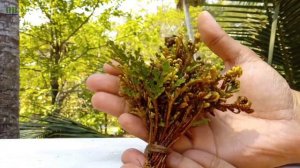 Grow Sanjeevani Booti or Selaginella Bryopteris