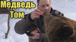 Что ест медведь? Суши с форелью для медведя