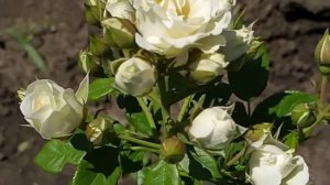 ВАЙТ ЛИДИЯ (White Lidia), Interplant Нидерланды, 1999 г.  Спрей (Spray)