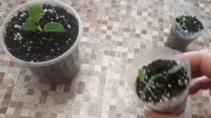 Махровая гортензия. Пересаживаем укорененный черенок.