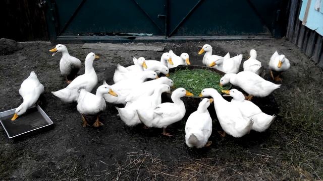 44 день. утки стар-53. выбирают траву в воде смотреть онлайн