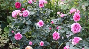 ГОТОВИМСЯ К ЗИМОВКЕ. УКРЫТИЕ РОЗ ПО-БЫСТРОМУ!