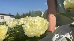 Lemon Chiffon peony. Лимон Шифон пион. Пулков сад