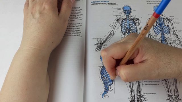 Арттерапия. Раскрашиваю скелет
