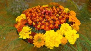 Особенности высокорослых бархатцев ✿ Выращивание бархотки из семян